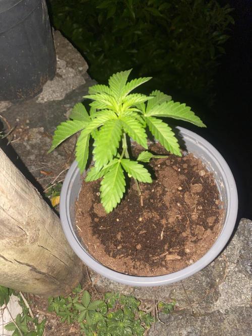Critical. Week 3