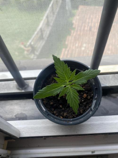 tropicana cookies auto. Week 2