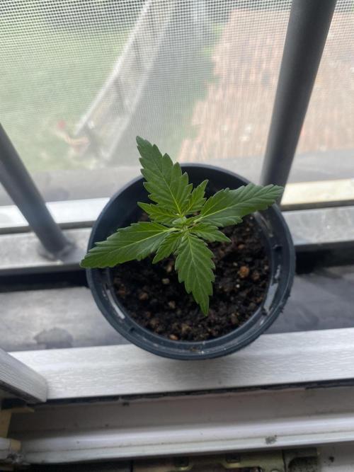 tropicana cookies auto. Week 2