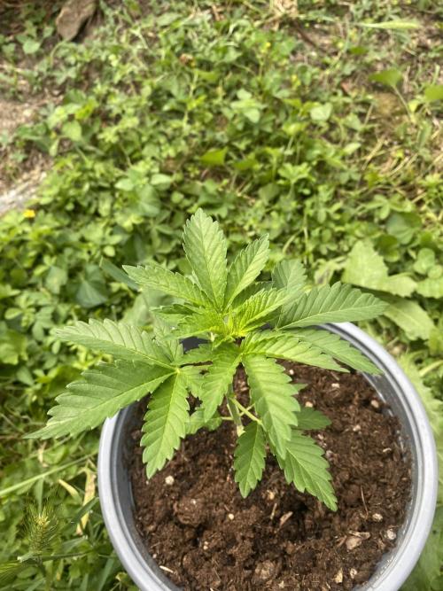 Critical. Week 3