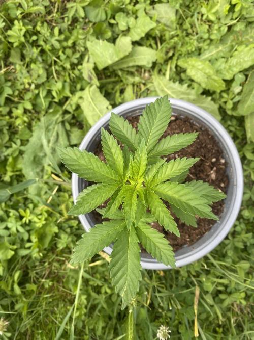 Critical. Week 3