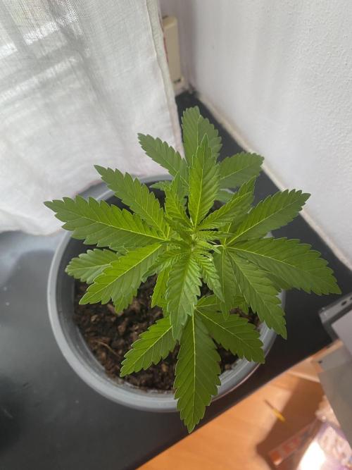 Critical. Week 3
