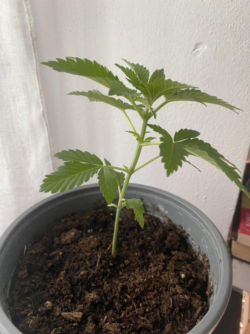Critical. Week 3