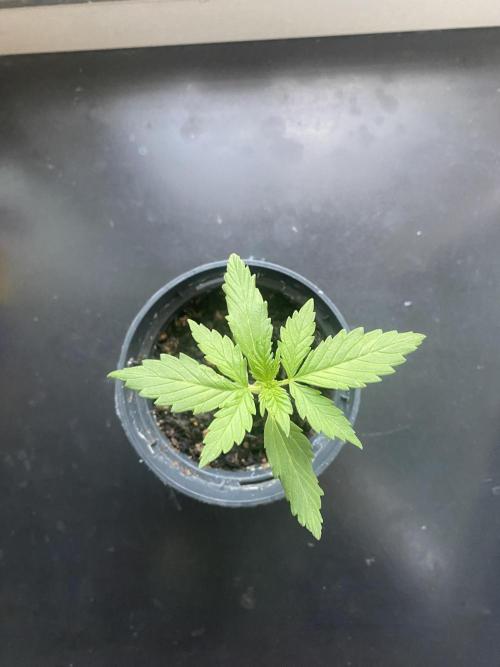 tropicana cookies auto. Week 2
