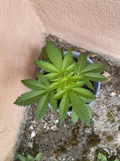 Critical. Week 4 - fantastic!
