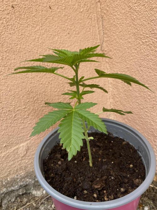 Critical. Week 4