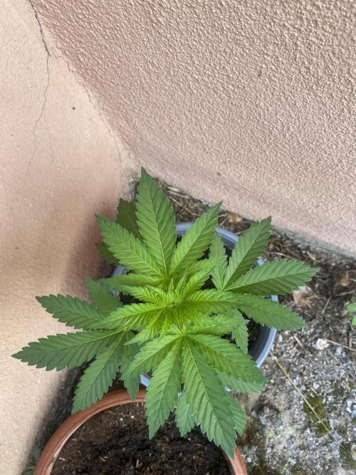 Critical. Week 4