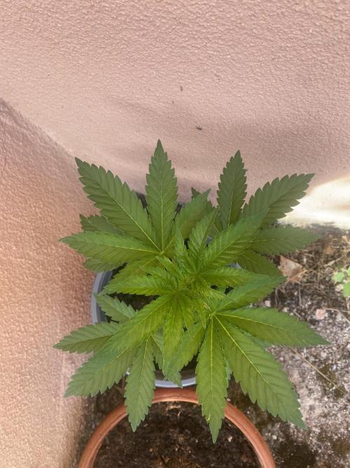 Critical. Week 4