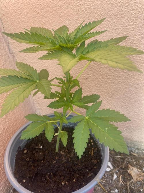 Critical. Week 4