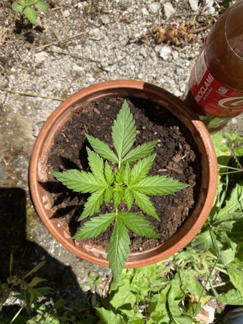 tropicana cookies auto. Week 3