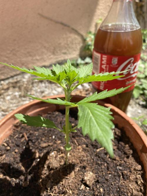 tropicana cookies auto. Week 3