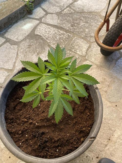 Critical. Week 4