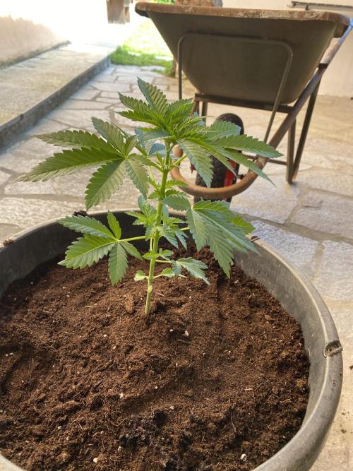 Critical. Week 4
