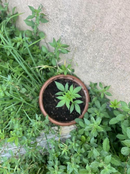 All-Mix. Week 3