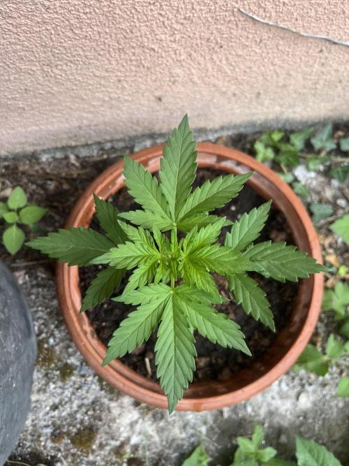 tropicana cookies auto. Week 3