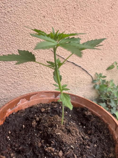 tropicana cookies auto. Week 3