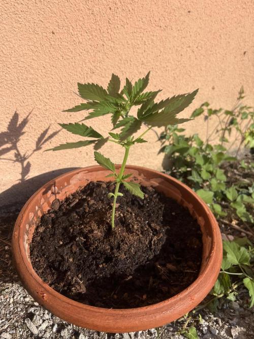 tropicana cookies auto. Week 3