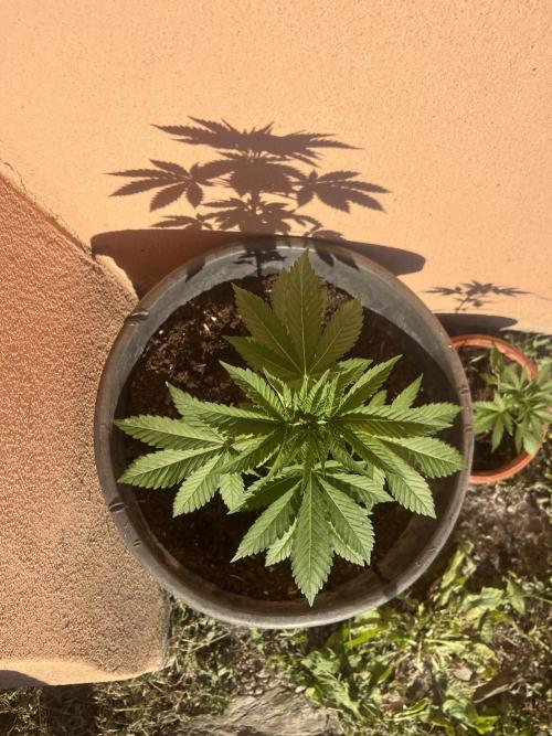 Critical. Week 5