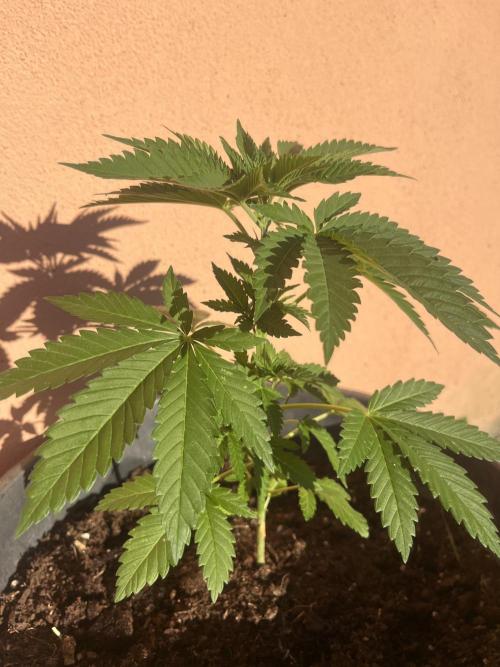 Critical. Week 5