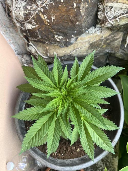 Critical. Week 5