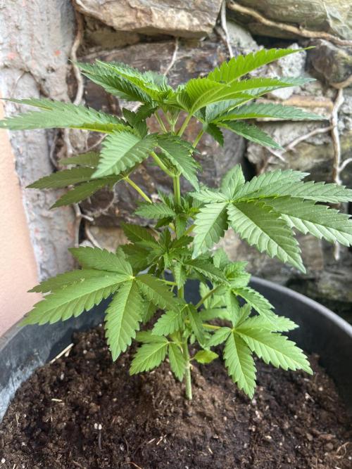 Critical. Week 5