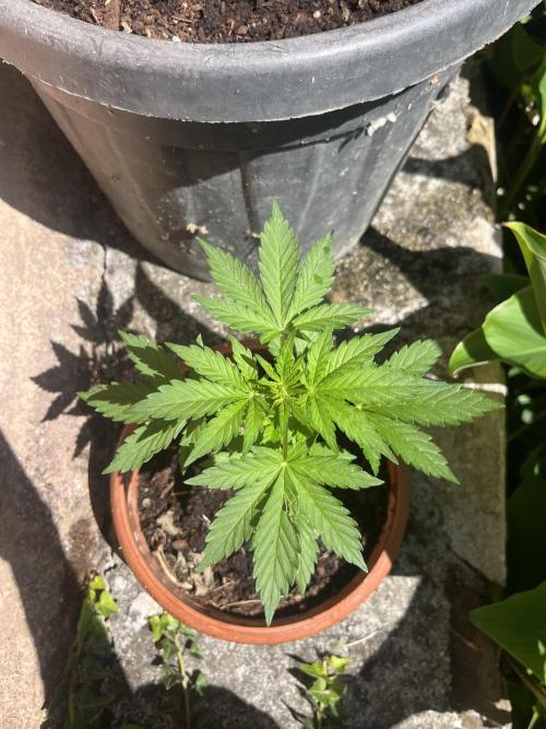 tropicana cookies auto. Week 4
