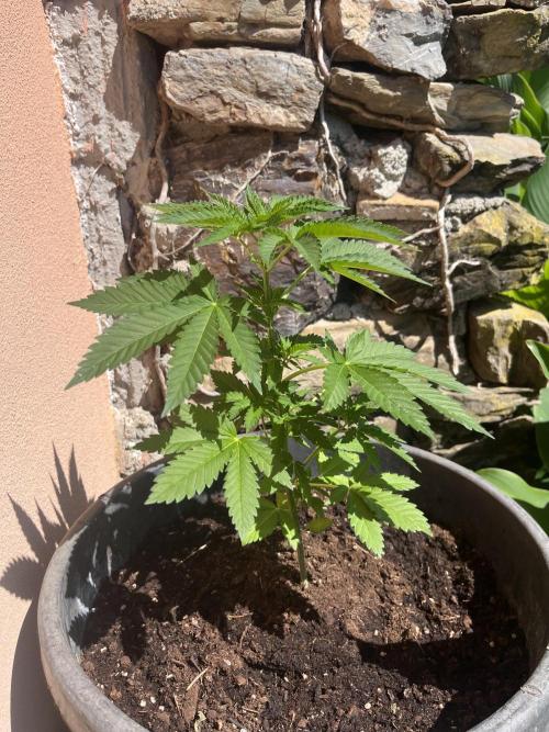Critical. Week 5