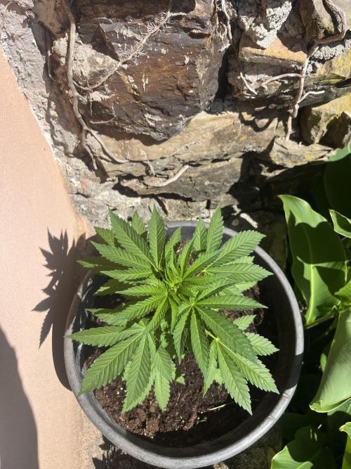 Critical. Week 5