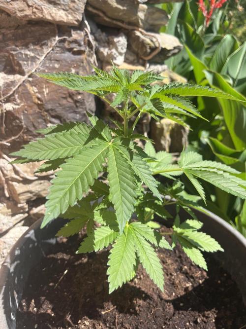 Critical. Week 5