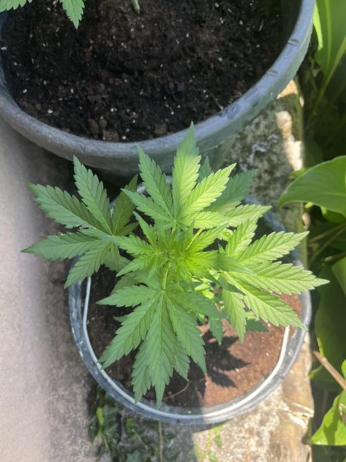 tropicana cookies auto. Week 4