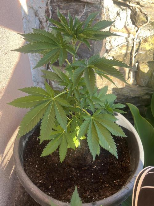 Critical. Week 6