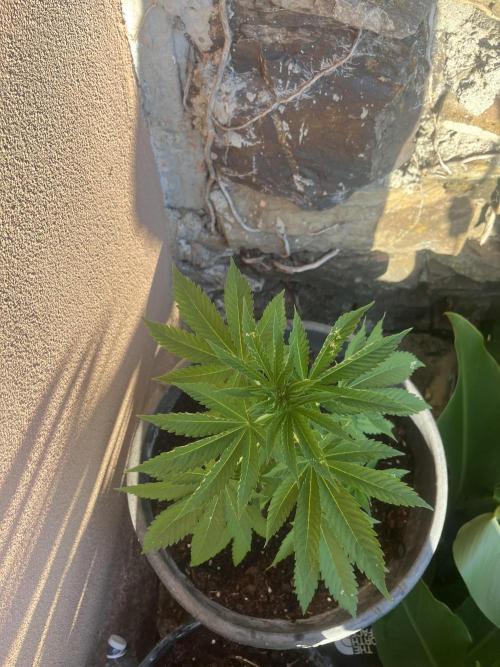 Critical. Week 6