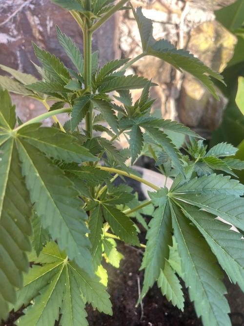 Critical. Week 6