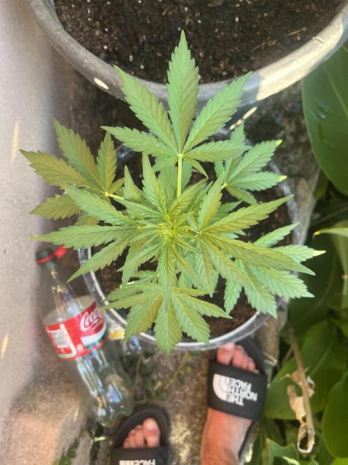 All-Mix. Week 4