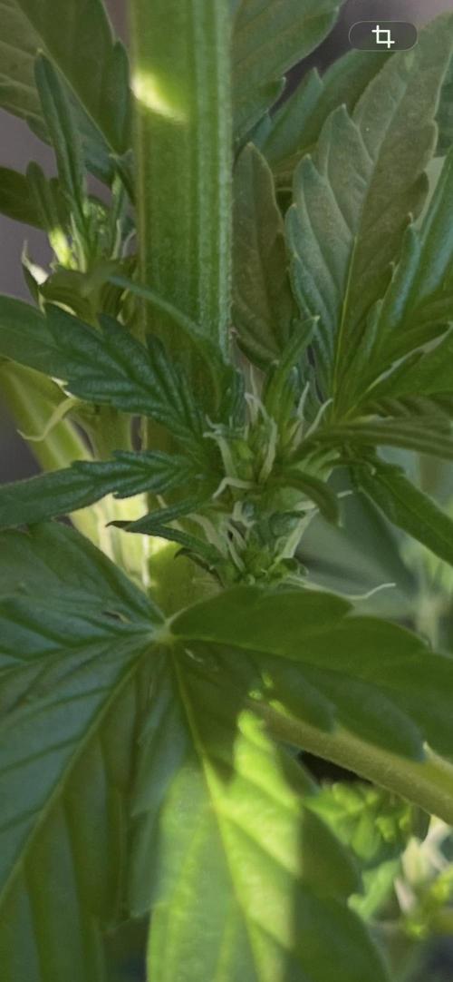 tropicana cookies auto. Week 5