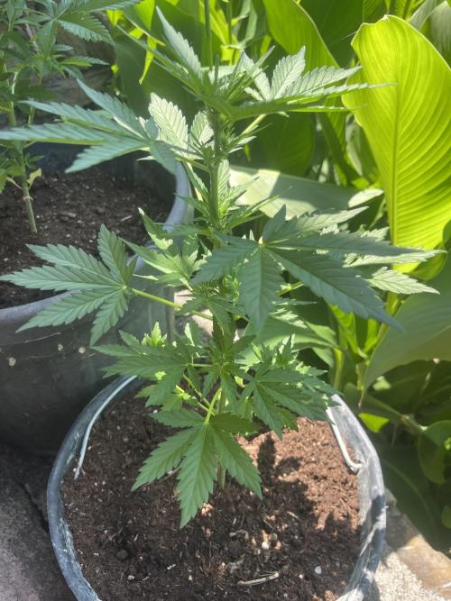 tropicana cookies auto. Week 5