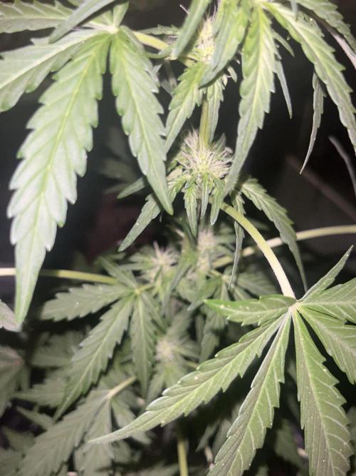 tropicana cookies auto. Week 5