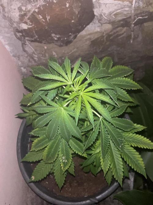 Critical. Week 7