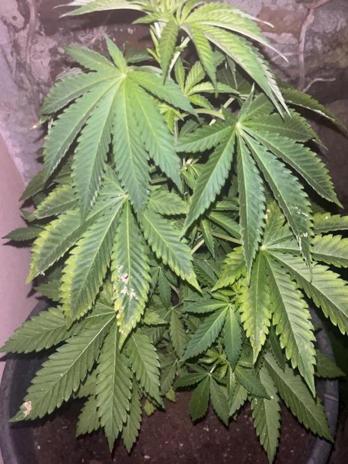 Critical. Week 7