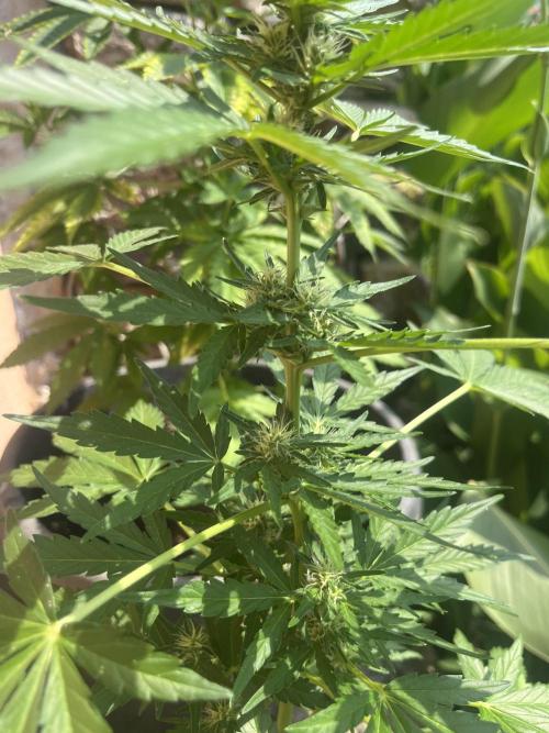tropicana cookies auto. Week 6