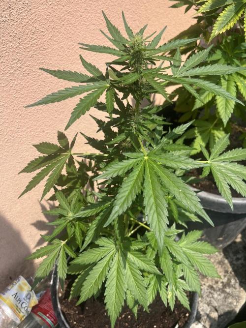 tropicana cookies auto. Week 6