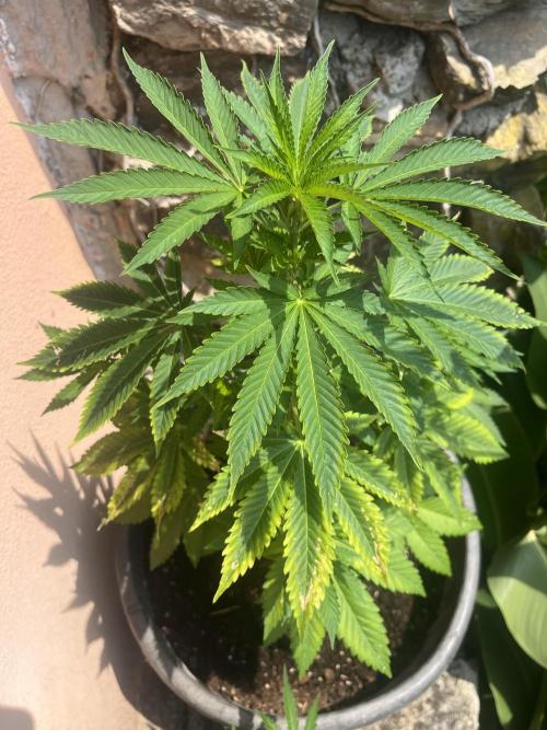 Critical. Week 7