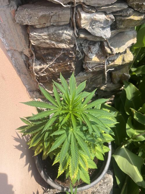 Critical. Week 7