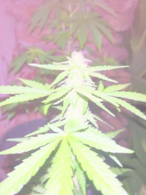 tropicana cookies auto