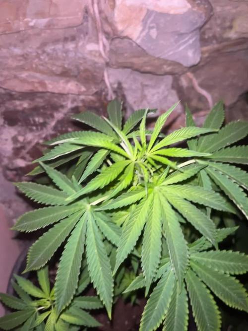 Critical