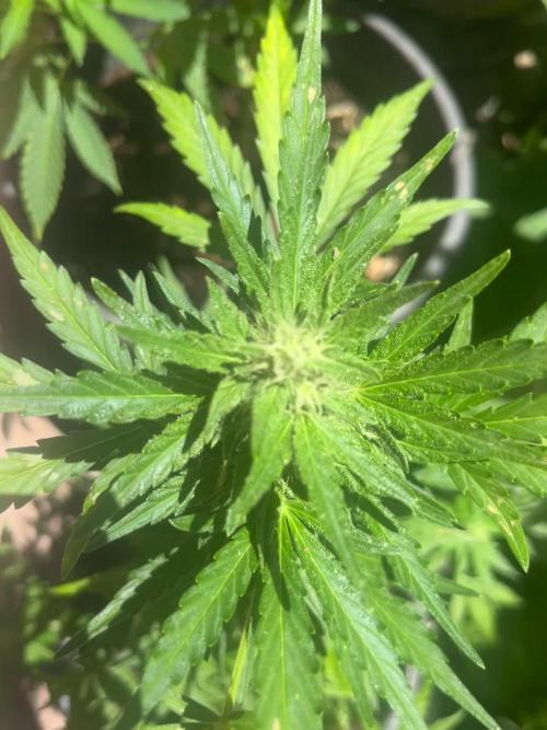 tropicana cookies auto