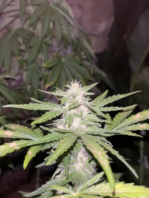tropicana cookies auto. Week 7
