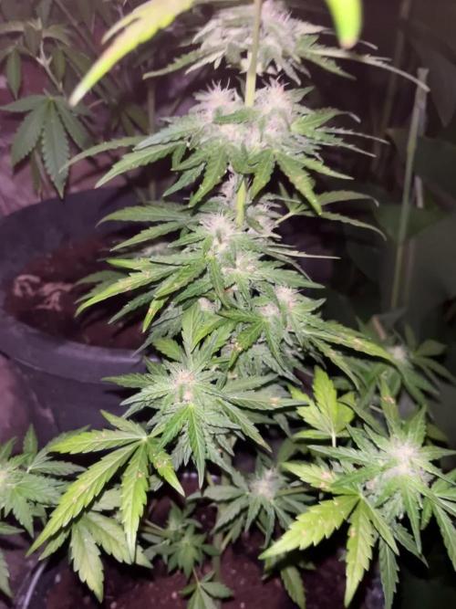 tropicana cookies auto