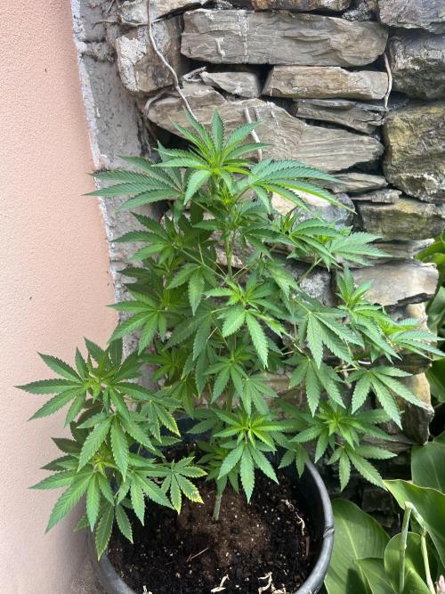 Critical. Week 9