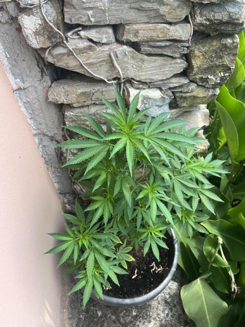 Critical. Week 9